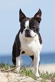 BOSTON TERRIER 281